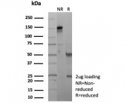 SDS-PAGE analysis of purified, BSA-free recombinant CLU antibody (clone rCLU/9149) as confirmation of integrity and purity.