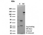 SDS-PAGE analysis of purified, BSA-free CDK4 antibody (clone CDK4/8895) as confirmation of integrity and purity.