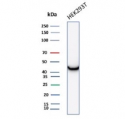 Western blot testing of human HEK293T cell lysate using recombinant Creatine kinase B antibody (clone CKBB/8306). Predicted molecular weight ~43 kDa.