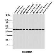 Western blot analysis of Human Brain, Mouse Brain, Rat Brain, Hamster Brain, Guinea pig Brain, Human Stomach, Mouse Stomach, Rat Stomach, Hamster Stomach and Guinea pig Stomach tissue lysates using recombinant Creatine kinase B antibody (clone CKBB/8306R). Predicted molecular weight ~43 kDa.