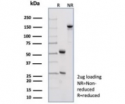 SDS-PAGE analysis of purified, BSA-free Pan-Cadherin antibody (clone Pan-CAD/8019) as confirmation of integrity and purity.