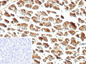 IHC staining of FFPE human pancreas tissue with recombinant CPA1 antibody (clone CPA1/9622R). Inset: PBS used in place of primary Ab (secondary Ab negative control). HIER: boil tissue sections in pH 9 10mM Tris with 1mM EDTA for 20 min and allow to cool before testing.