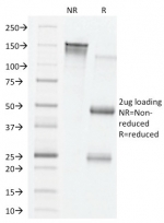 SDS-PAGE analysis of purified, BSA-free VEGF antibody (clone VG76e) as confirmation of integrity and purity.