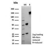 SDS-PAGE analysis of purified, BSA-free CD44v6 antibody (clone HCAM/6779) as confirmation of integrity and purity.