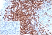 IHC staining of FFPE human tonsil tissue with CD43 antibody (clone MT-1). Inset: PBS instead of primary antibody, secondary negative control. HIER: boil tissue sections in pH 9 10mM Tris with 1mM EDTA for 20 min and allow to cool before testing.