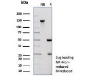 SDS-PAGE analysis of purified, BSA-free Pancreatic lipase antibody (clone PNLIP/8913) as confirmation of integrity and purity.