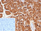 IHC staining of FFPE human pancreas tissue with Pancreatic lipase antibody (clone PNLIP/9040). Inset: PBS used in place of primary Ab (secondary Ab negative control). HIER: boil tissue sections in pH 9 10mM Tris with 1mM EDTA for 20 min and allow to cool before testing.