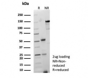 SDS-PAGE analysis of purified, BSA-free Pancreatic lipase antibody (clone PNLIP/9041) as confirmation of integrity and purity.
