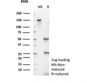 SDS-PAGE analysis of purified, BSA-free GATA3 antibody (clone rGATA3/9107) as confirmation of integrity and purity.