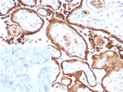 IHC staining of FFPE human placental tissue with recombinant MIG9 antibody (clone S100P/9135R). Inset: PBS used in place of primary Ab (secondary Ab negative control).