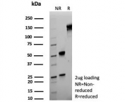 SDS-PAGE analysis of purified, BSA-free S100A4 antibody (clone S100A4/6799) as confirmation of integrity and purity. 