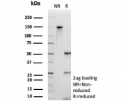SDS-PAGE analysis of purified, BSA-free SERPINB5 antibody (clone SERPINB5/4974) as confirmation of integrity and purity.