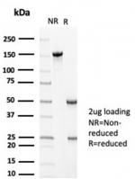 SDS-PAGE analysis of purified, BSA-free MLH1 antibody (clone MLH1/6710) as confirmation of integrity and purity.