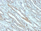 IHC staining of FFPE human kidney tissue with STAT3 antibody (clone PCRP-STAT3-2F12). HIER: boil tissue sections in pH 9 10mM Tris with 1mM EDTA for 20 min and allow to cool before testing.