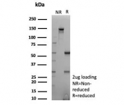 SDS-PAGE analysis of purified, BSA-free NKX2.1 antibody (clone NX2.1/9030) as confirmation of integrity and purity.