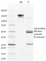 SDS-PAGE analysis of purified, BSA-free CDX1 antibody (clone CDX1/1650) as confirmation of integrity and purity.