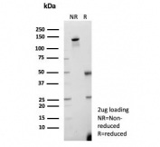 SDS-PAGE analysis of purified, BSA-free Caspase 7 antibody (clone CASP7/9051) as confirmation of integrity and purity.