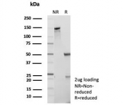 SDS-PAGE analysis of purified, BSA-free CASP7 antibody (clone CASP7/9051) as confirmation of integrity and purity.