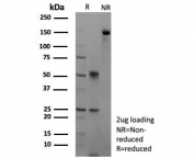 SDS-PAGE analysis of purified, BSA-free CASP7 antibody (clone CASP7/9051) as confirmation of integrity and purity.