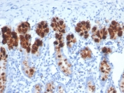 IHC staining of FFPE horse colon tissue with Lysozyme antibody (clone LYZ/3941). HIER: boil tissue sections in pH 9 10mM Tris with 1mM EDTA for 20 min and allow to cool before testing.