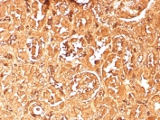 IHC staining of FFPE human kidney tissue with recombinant HBA antibody (clone rHBA/9167). HIER: boil tissue sections in pH 9 10mM Tris with 1mM EDTA for 20 min and allow to cool before testing.