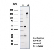 SDS-PAGE analysis of purified, BSA-free PRAME antibody (clone PRAME/9188) as confirmation of integrity and purity.