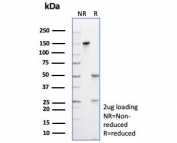 SDS-PAGE analysis of purified, BSA-free Opa-interacting protein 4 antibody (clone PRAME/9189) as confirmation of integrity and purity.