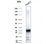 Western blot testing of human HepG2 cell lysate using AKR1C1 antibody (clone AKR1C1/9063). Predicted molecular weight ~37 kDa.