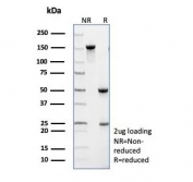 SDS-PAGE analysis of purified TRAF1 antibody (clone TRAF1/3299) as confirmation of integrity and purity.