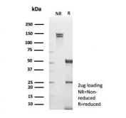 SDS-PAGE analysis of purified, BSA-free TNFR-Associated Factor 1 antibody (clone TRAF1/3365) as confirmation of integrity and purity.