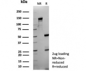 SDS-PAGE analysis of purified, BSA-free Interleukin 18 antibody (clone IL18/4623) as confirmation of integrity and purity.