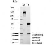 SDS-PAGE analysis of purified, BSA-free recombinant MLANA antibody (clone rMLANA/9404) as confirmation of integrity and purity.