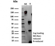 SDS-PAGE analysis of purified, BSA-free Adipose differentiation-related protein antibody (clone rADFP/9321) as confirmation of integrity and purity.