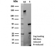 SDS-PAGE analysis of purified, BSA-free FGF23 antibody (clone FGF23/8939) as confirmation of integrity and purity.