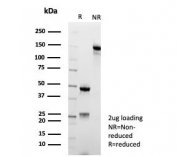SDS-PAGE analysis of purified, BSA-free Galectin-13 antibody (clone PP13/8897) as confirmation of purity and integrity of antibody.