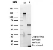 SDS-PAGE analysis of purified, BSA-free Cadherin 2 antibody (clone CDH2/9489) as confirmation of integrity and purity.