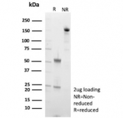 SDS-PAGE analysis of purified, BSA-free Cadherin 2 antibody (clone CDH2/9490) as confirmation of integrity and purity.