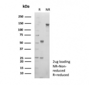 SDS-PAGE analysis of purified, BSA-free Cadherin 2 antibody (clone CDH2/9494) as confirmation of integrity and purity.