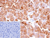 IHC staining of FFPE human pancreas tissue with Elastase 3A antibody (clone CELA3A/12552). Inset: PBS used in place of primary Ab (secondary Ab negative control). HIER: boil tissue sections in pH 9 10mM Tris with 1mM EDTA for 20 min and allow to cool before testing.