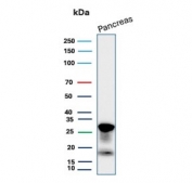 Western blot testing of human pancreas tissue lysate with Elastase 3A antibody (clone CELA3A/12552). Predicted molecular weight ~29 kDa.