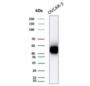 Western blot testing of human OVCAR-3 cell lysate with Mesothelin antibody (clone MSLN/8331R). Predicted molecular weight ~69 kDa (precursor), ~40 kDa (cleaved form). Glycosylation may make the protein run higher than expected.