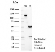 SDS-PAGE analysis of purified, BSA-free Peroxiredoxin 4 antibody (clone CPTC-PRDX4-1) as confirmation of integrity and purity.