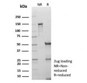 SDS-PAGE analysis of purified, BSA-free DLL3 antibody (clone DLL3/9361) as confirmation of integrity and purity.