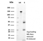 SDS-PAGE analysis of purified, BSA-free Clusterin antibody (clone CLU/4736) as confirmation of integrity and purity.