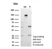 SDS-PAGE analysis of purified, BSA-free Clusterin antibody (clone CLU/12059) as confirmation of integrity and purity.
