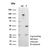SDS-PAGE analysis of purified, BSA-free CD109 antibody (clone CD109/9947) as confirmation of integrity and purity.