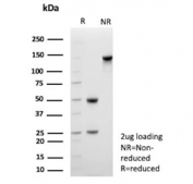 SDS-PAGE analysis of purified, BSA-free CD109 antibody (clone CD109/9949) as confirmation of integrity and purity.