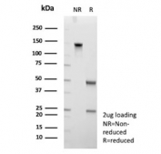 SDS-PAGE analysis of purified, BSA-free CD109 antibody (clone CD109/9955) as confirmation of integrity and purity.