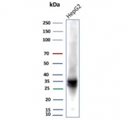 Western blot testing of human HepG2 cell lysate with Dihydrodiol dehydrogenase 1 antibody (clone AKR1C1/9318). Predicted molecular weight ~37 kDa.