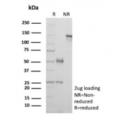 SDS-PAGE analysis of purified, BSA-free TIGIT antibody (clone TIGIT/3018) as confirmation of integrity and purity.